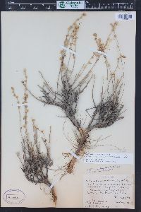 Artemisia arbuscula image