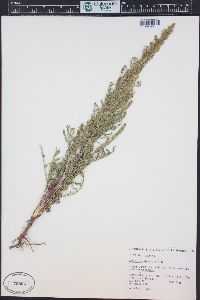 Artemisia biennis image