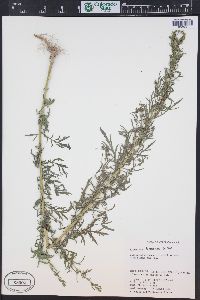 Artemisia biennis image