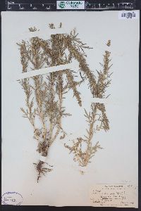 Artemisia biennis image