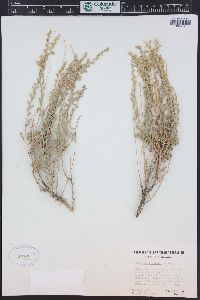 Artemisia bigelovii image