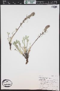 Artemisia campestris image