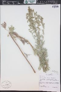 Artemisia absinthium image