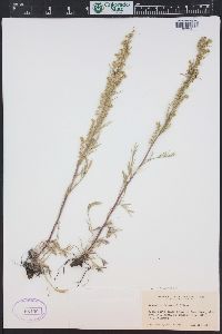 Artemisia campestris image