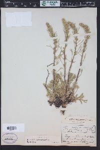 Artemisia borealis image