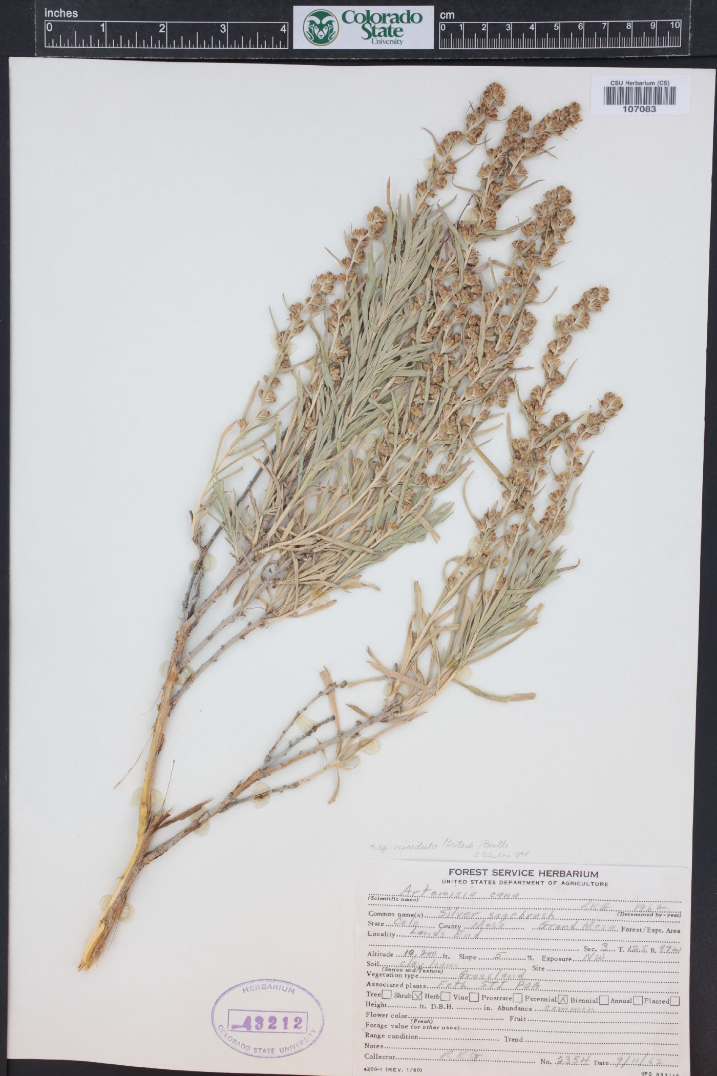 Artemisia cana image