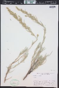 Artemisia cana image