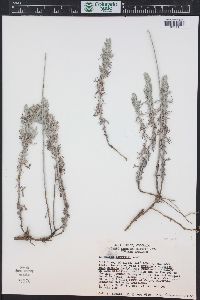 Artemisia carruthii image