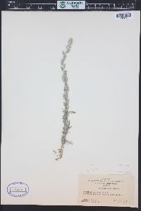 Artemisia carruthii image