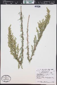 Artemisia dracunculus image