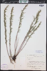 Artemisia dracunculus image