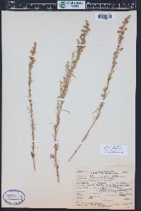 Artemisia dracunculus image