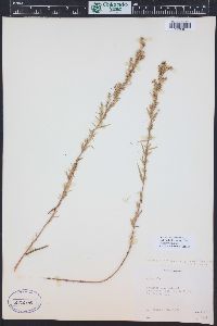 Artemisia dracunculus image