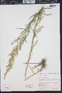 Artemisia dracunculus image