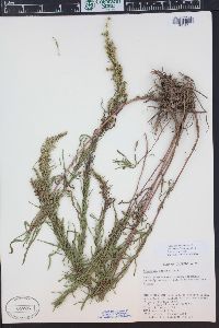 Artemisia dracunculus image