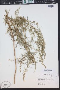 Artemisia dracunculus image