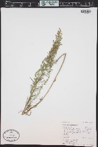 Artemisia dracunculus image