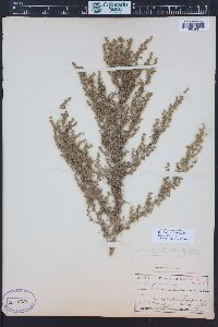 Artemisia dracunculus image