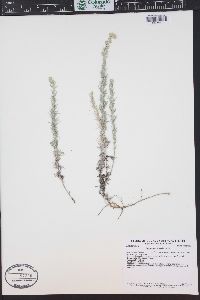 Artemisia frigida image