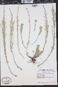 Artemisia frigida image