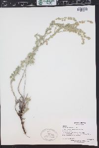 Artemisia frigida image