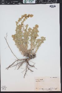 Artemisia frigida image