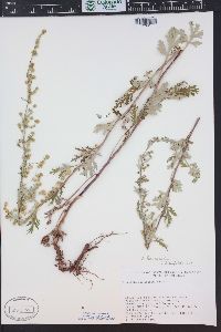 Artemisia franserioides image