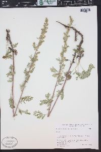 Artemisia franserioides image