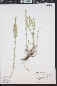 Artemisia frigida image