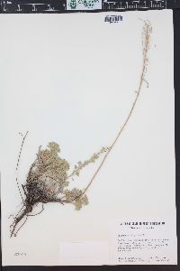 Artemisia frigida image