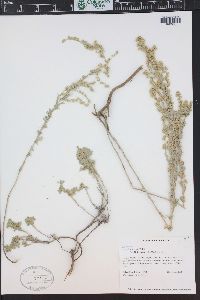 Artemisia frigida image