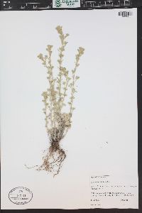 Artemisia frigida image