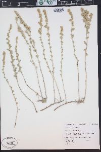 Artemisia frigida image