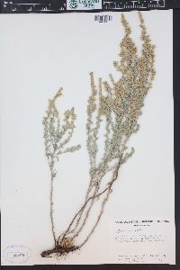 Artemisia frigida image