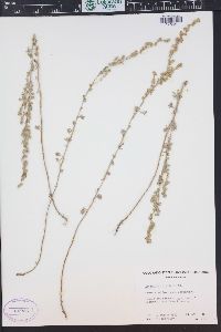 Artemisia frigida image