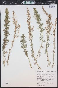 Artemisia michauxiana image