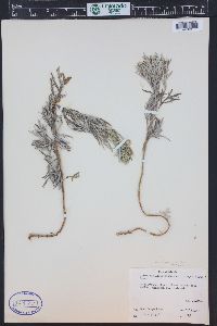 Artemisia michauxiana image