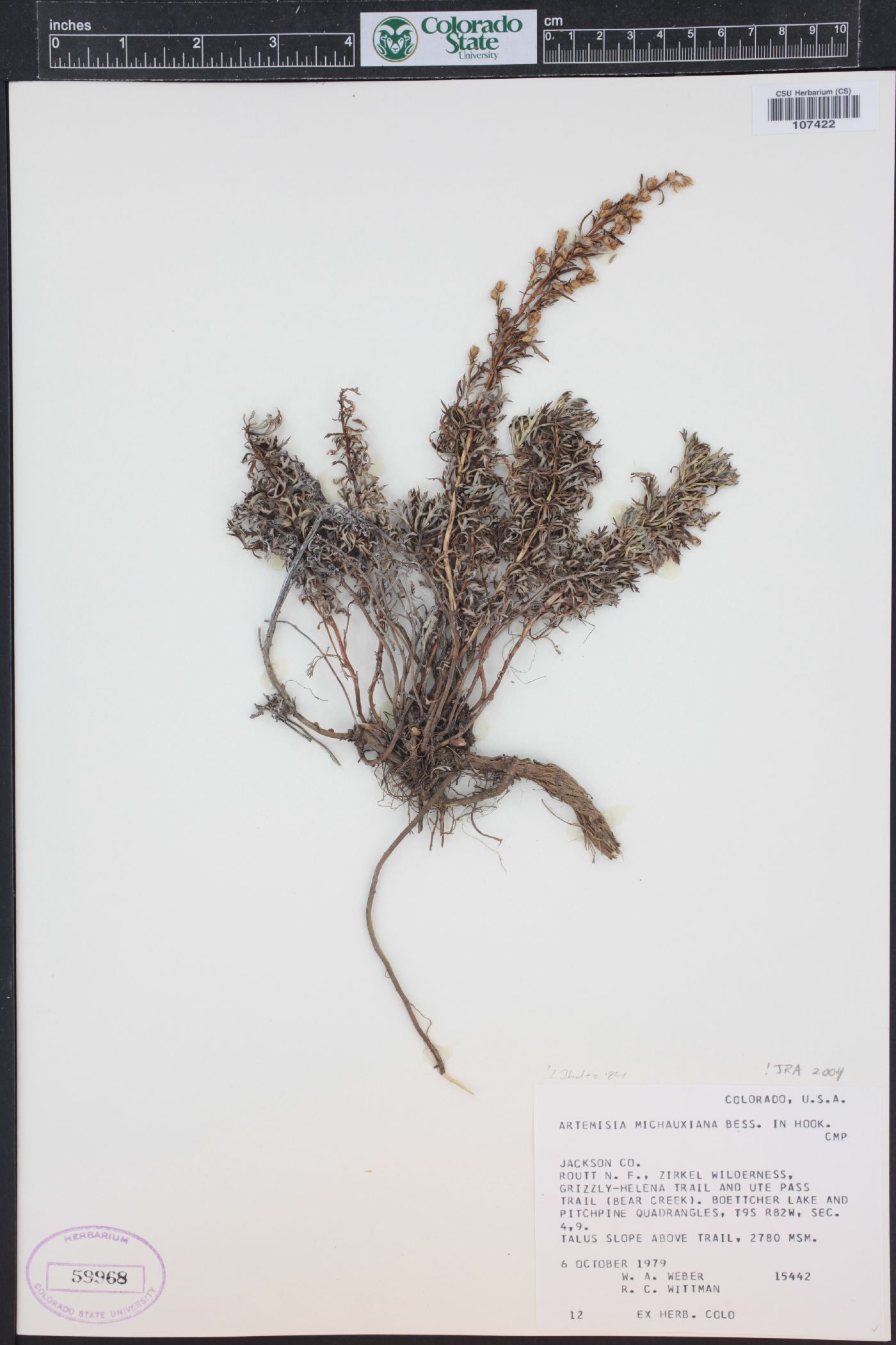 Artemisia michauxiana image
