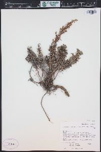 Artemisia michauxiana image