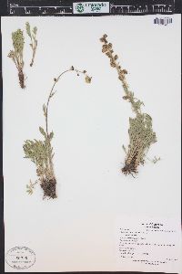 Artemisia norvegica subsp. saxatilis image