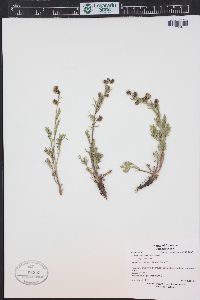 Artemisia norvegica image