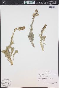 Artemisia norvegica subsp. saxatilis image