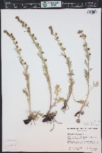 Artemisia norvegica subsp. saxatilis image