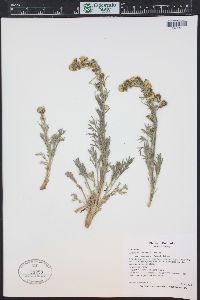 Artemisia norvegica image