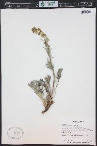 Artemisia norvegica image