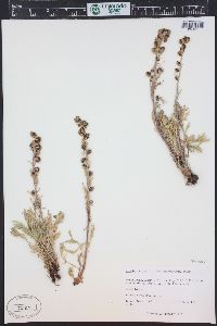 Artemisia norvegica image