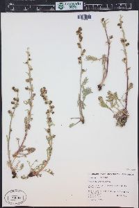 Artemisia norvegica image