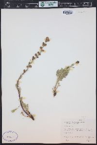 Artemisia norvegica subsp. saxatilis image