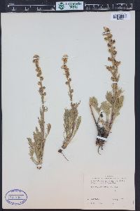 Artemisia norvegica subsp. saxatilis image