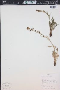 Artemisia norvegica subsp. saxatilis image